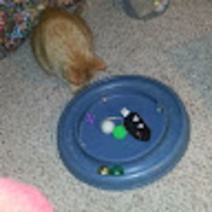 Meet your Posher, Carol